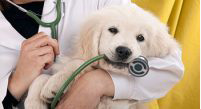Veterinary Sales Jobs